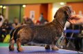 Crufts2010 724